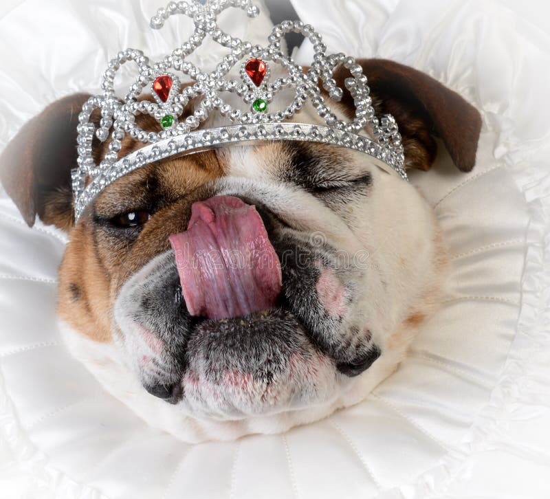 Dog Wearing Crown Stock Photos Download 315 Royalty Free Photos