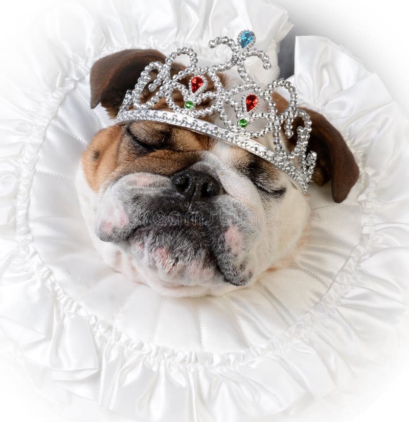 Dog Wearing Crown Stock Photos Download 315 Royalty Free Photos