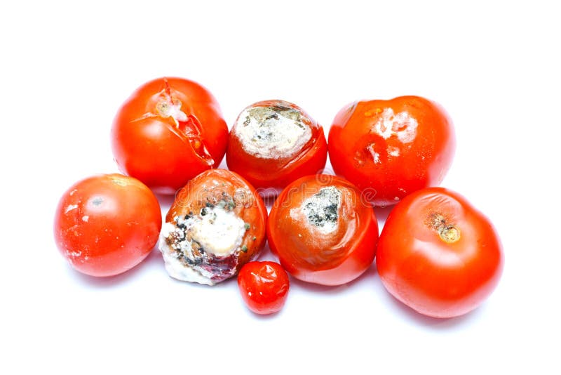 583 Spoiled Tomatoes Stock Photos Free & RoyaltyFree Stock Photos