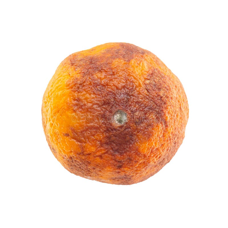 top view rotten mango close up on a grey background #AD , #rotten, #view,  #top, #mango, #background