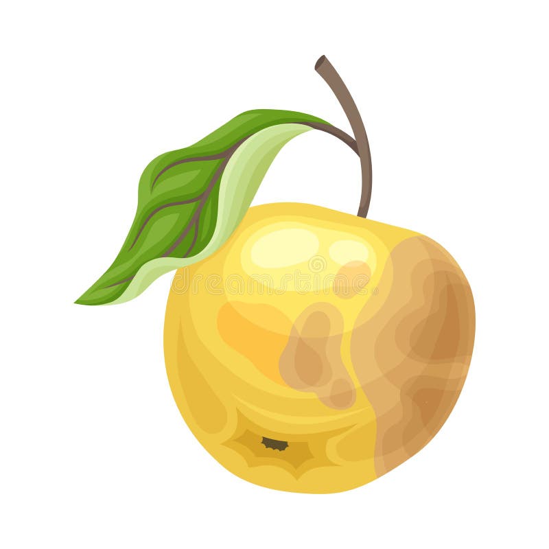 Spoiled and Rotten Mango Fruit with Skin - Stock Illustration [62288874]  - PIXTA