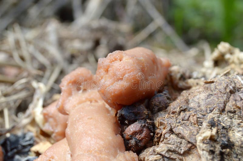 Spoiled sausages closeup stock image. Image of disgust 178069467