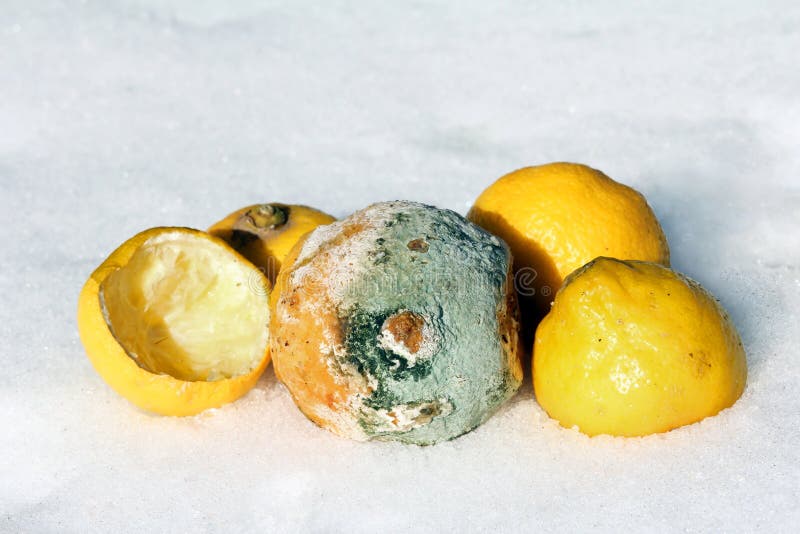 Mouldy lemons stock image. Image of fruit, degeneration 17080783