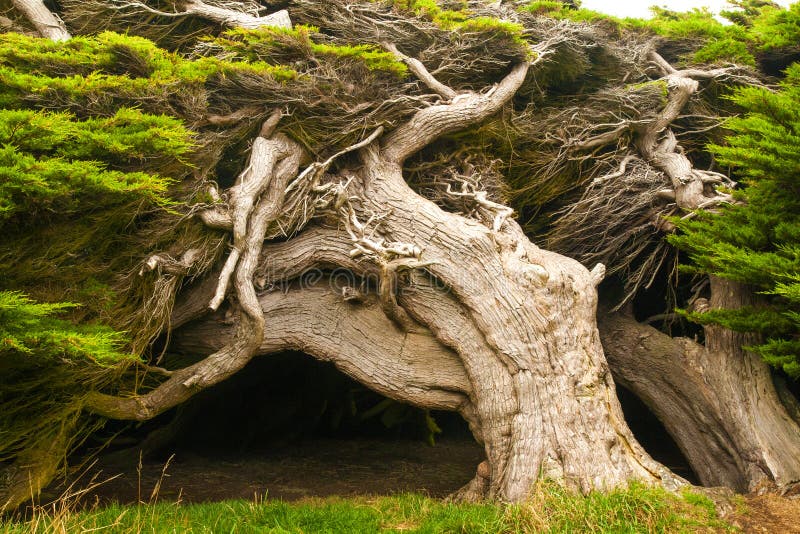 Spola högg träd, macrocarpaträd, lutningspunkt, Catlins som är sydlig mest punkt av den södra ön, Nya Zeeland royaltyfri fotografi Spola högg träd, macrocarpaträd, lutningspunkt, Catlins som är sydlig mest punkt av den södra ön, Nya Zeeland royaltyfri fotografi