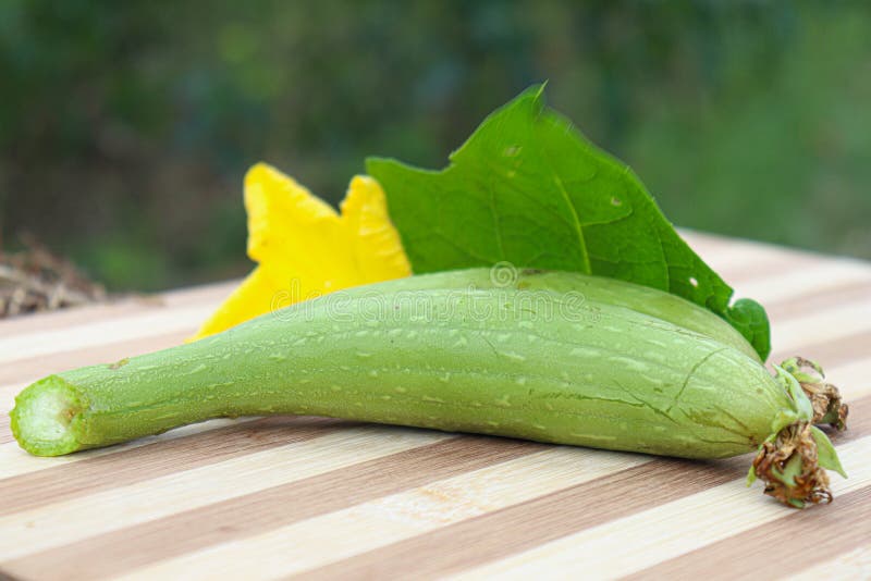 Sponge Gourd with Flower and Leaf Stock Image Image of healthy