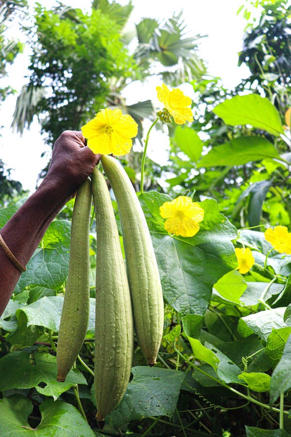 Sponge Gourd with Flower and Leaf Stock Image Image of farmer
