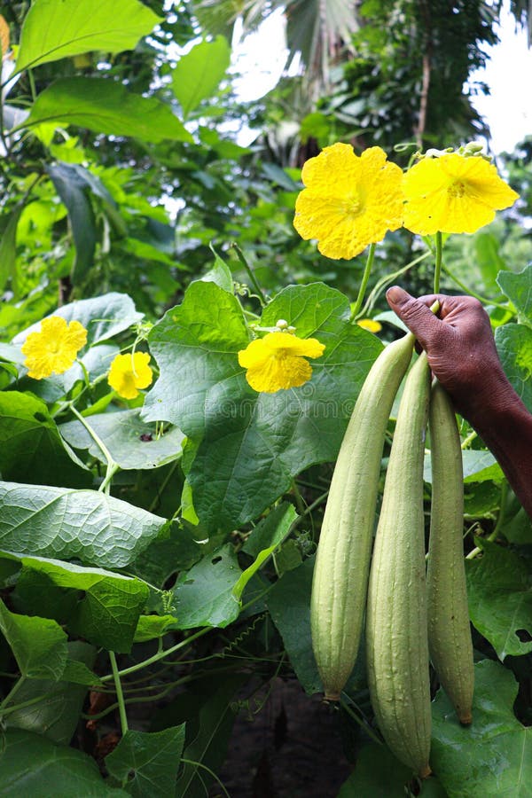 Sponge Gourd with Flower and Leaf Stock Photo Image of agriculture