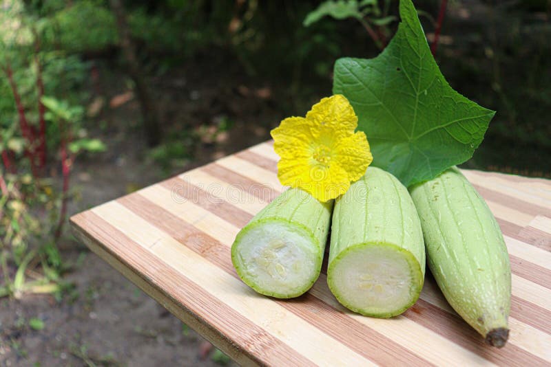 323 Sponge Gourd Grow Stock Photos Free & RoyaltyFree Stock Photos