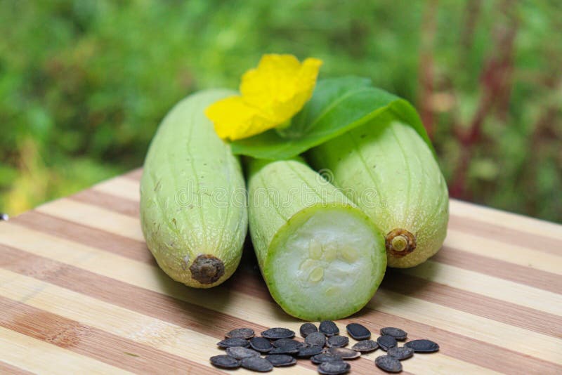 Sponge Gourd with Flower and Leaf Stock Image Image of cookery