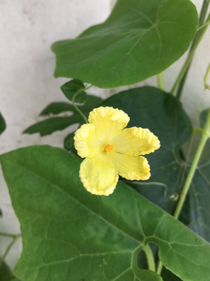 Sponge gourd flower stock image. Image of green, gourd 179010315