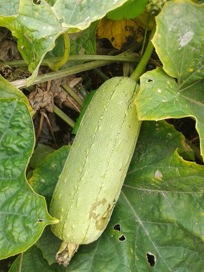 Sponge gourd stock photo. Image of smooth, outdoor, leaves 53517054