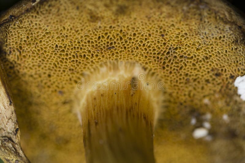 Sponge like mushroom gills