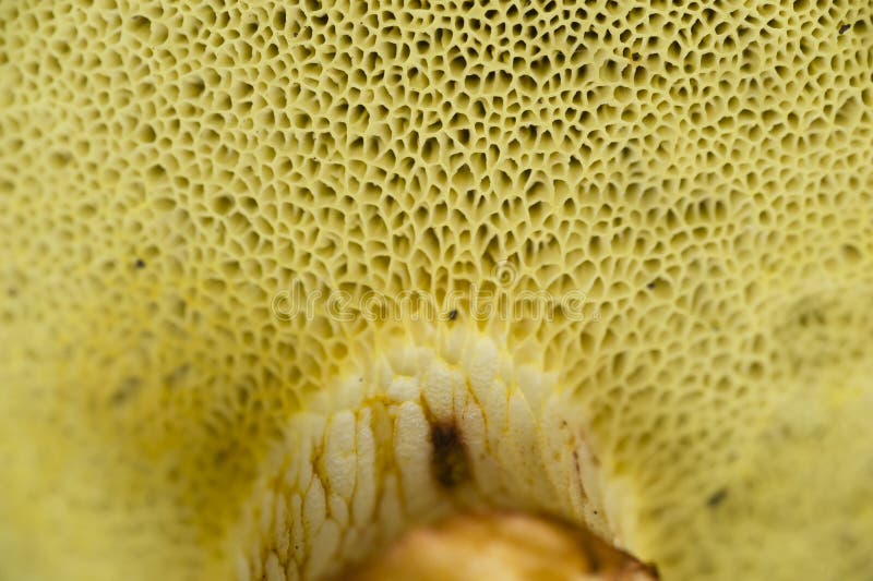 Sponge like mushroom gills