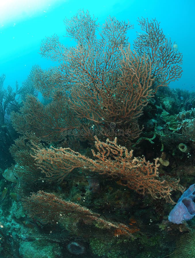 Sponge Plants in Coral Reef Stock Image Image of details, reef 23081977
