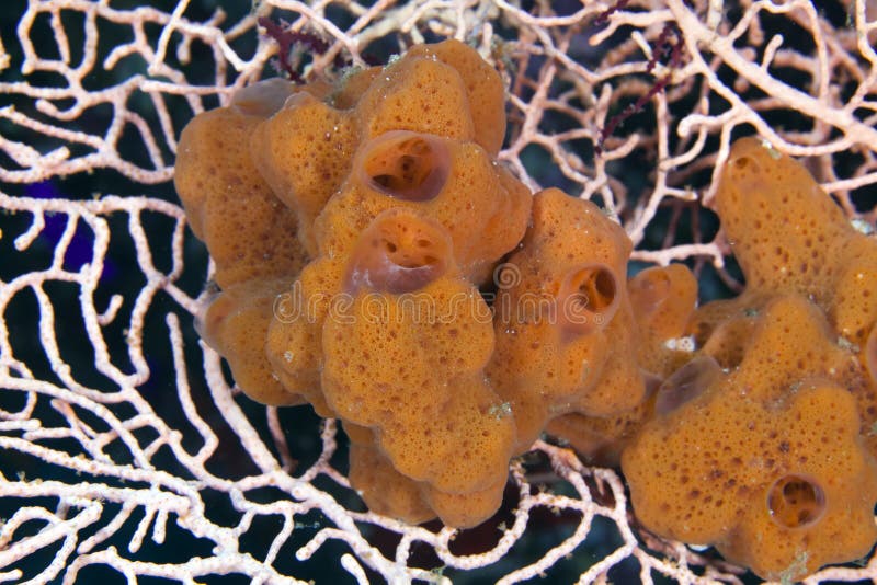 Sponge in a Sea fan.