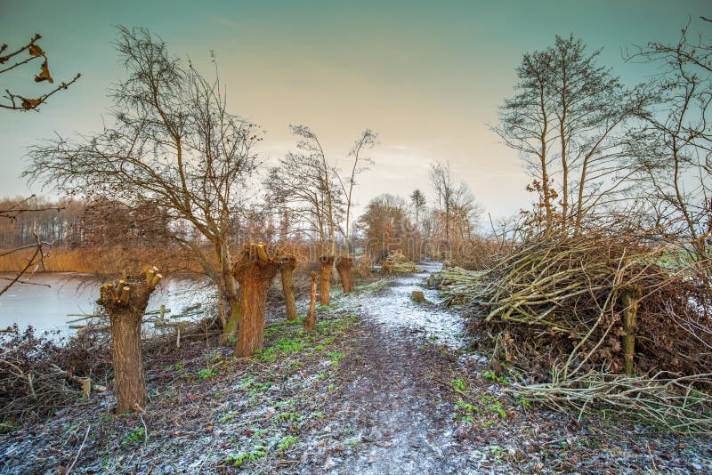 Wintry sunset landscape Spookverlaat Alphen aan den Rijn with pollarded willow trees and stacked branches along a nature trail for the maintenance and conservation of historic landscape elements