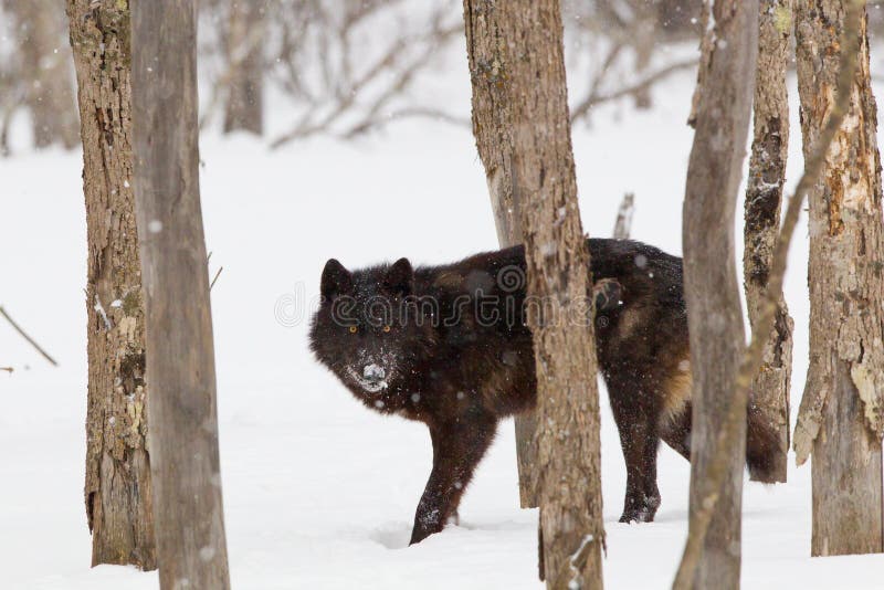 Black Timber Wolf Piercing Yellow Eyes Stock Photos Free & Royalty