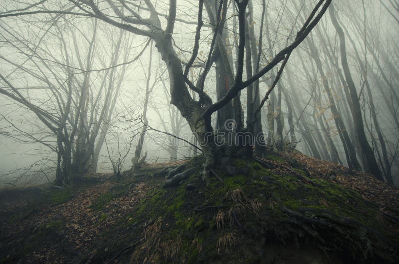 Spooky forest with fog and twisted trees on Halloween