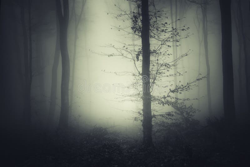 Spooky forest with mysterious fog at night