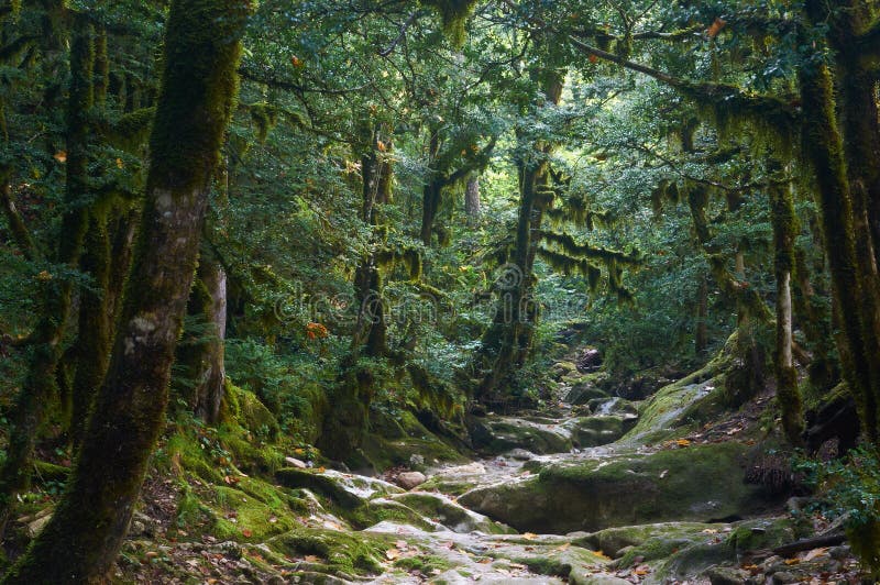 Spooky halloween forest in the morning light