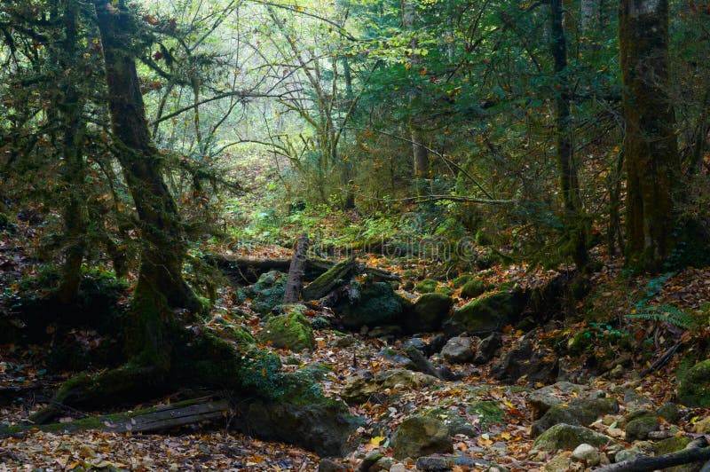 Spooky halloween forest with a fallen tree.