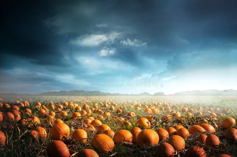 A spooky halloween pumpkin field with a moody sky. Photo composite