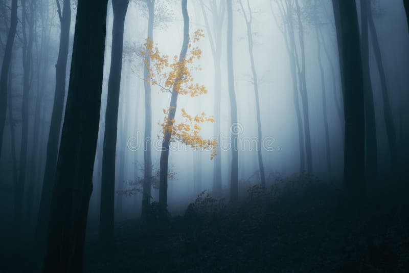 Spooky haunted forest with fog and colorful tree on Halloween night. Mysterious haunted forest with fog. Scary spooky woods in Transylvania