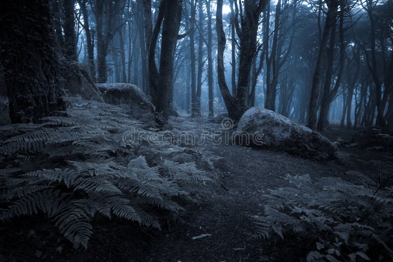Spooky misty foggy dark forest stock photos Spooky misty foggy dark forest stock photos