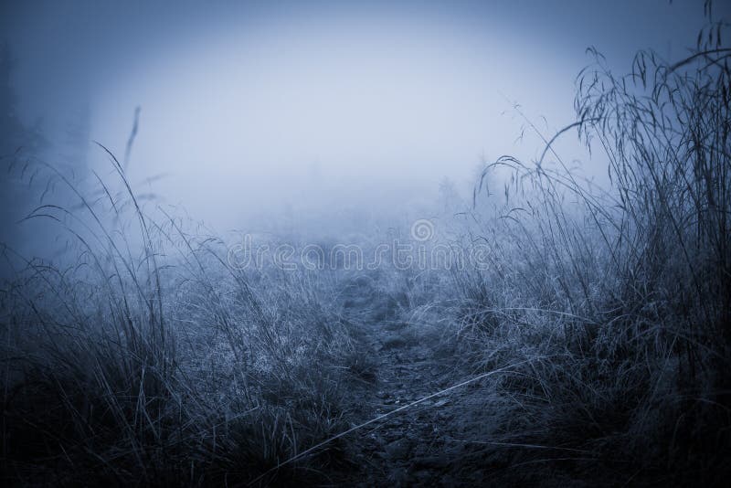 Spooky misty rainy forest stock photography Spooky misty rainy forest stock photography