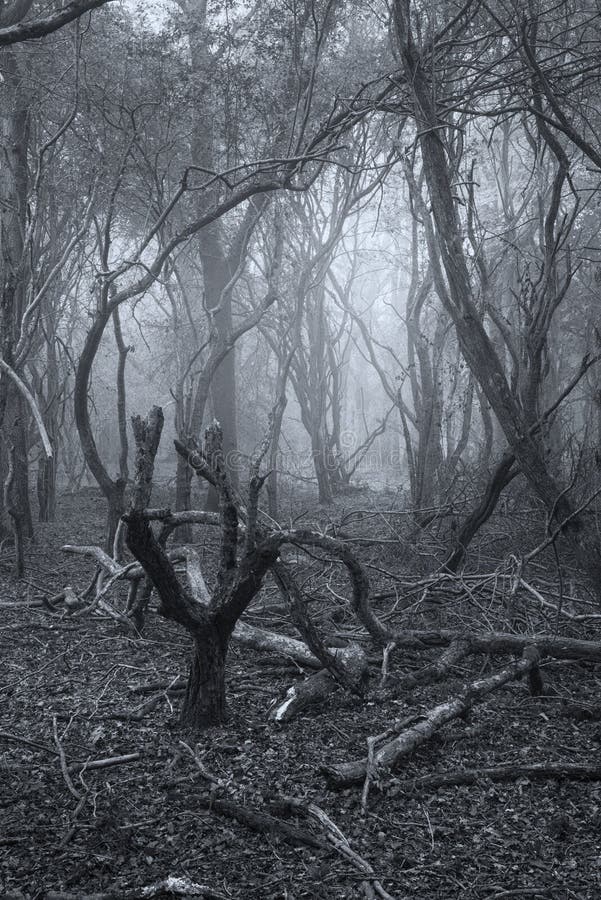 Spooky scary Halloween dead forest landscape with foggy background