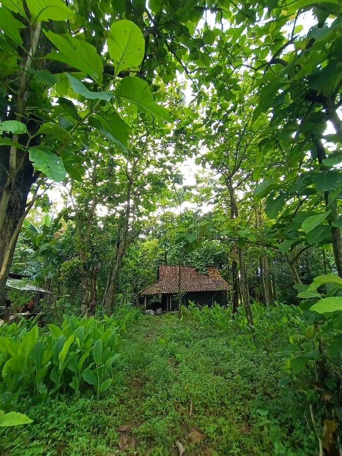 276 Plantation Spooky Stock Photos Free & RoyaltyFree Stock Photos