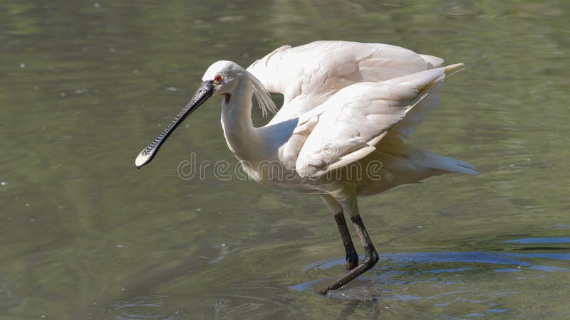 Spoonbill który otwiera swój skrzydła w wodzie fotografia royalty free Spoonbill który otwiera swój skrzydła w wodzie fotografia royalty free