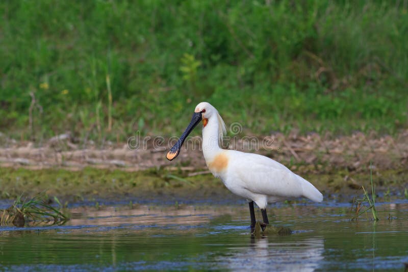 Spoonbill (leucorodia do Platalea) foto de stock Spoonbill (leucorodia do Platalea) foto de stock