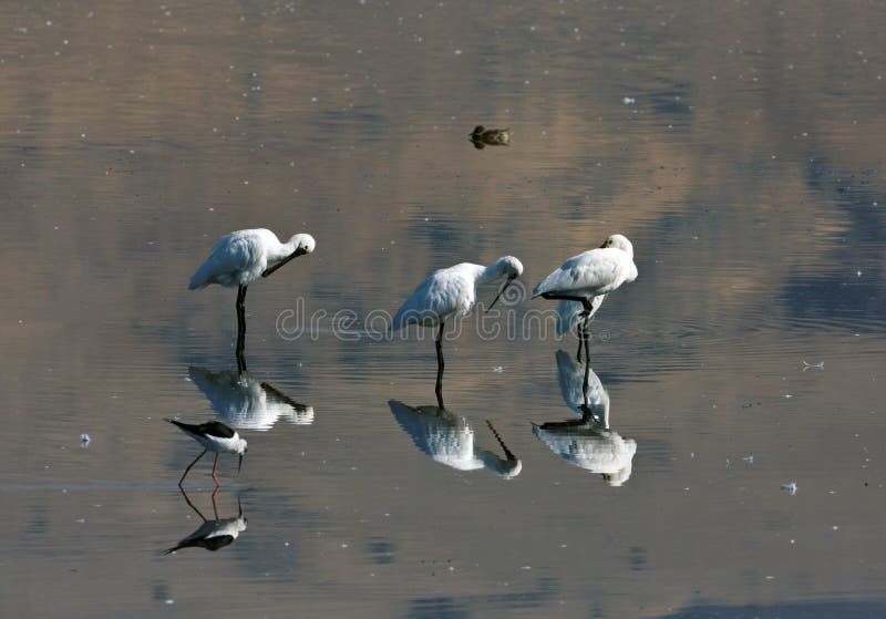 Spoonbills