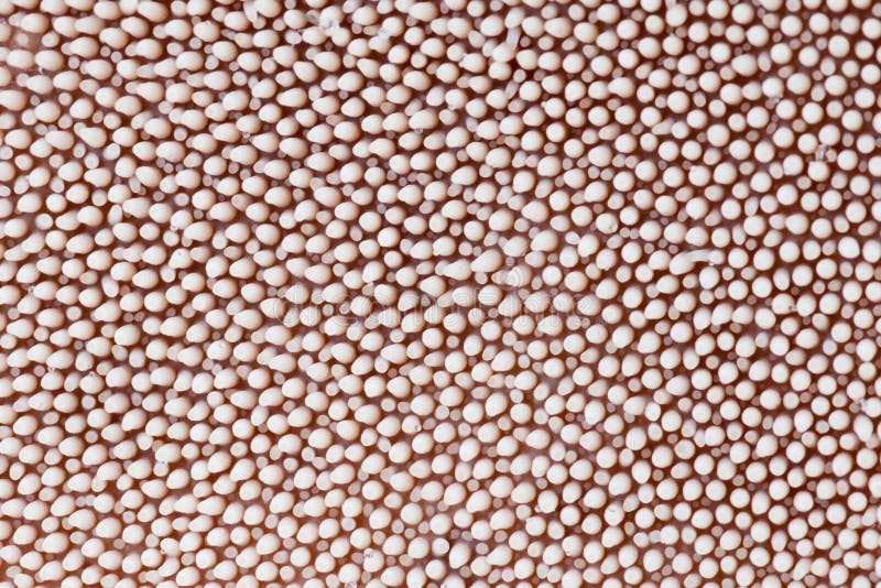 Spore spines of Shingled Hedgehog mushroom