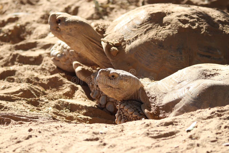 Spornschildkröte Centrochelys-sulcata 2 lizenzfreies stockfoto Spornschildkröte Centrochelys-sulcata 2 lizenzfreies stockfoto