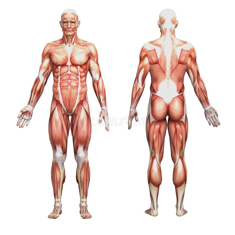 Sportowa męska ludzka anatomia i mięśnie ilustracji Sportowa męska ludzka anatomia i mięśnie ilustracji
