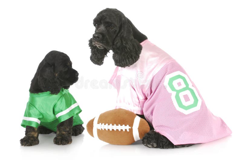 Sports hounds stock photo. Image of male, love, blue 15436206