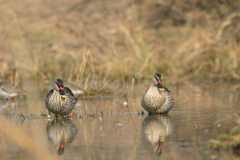 Spot-billed ducks stock image