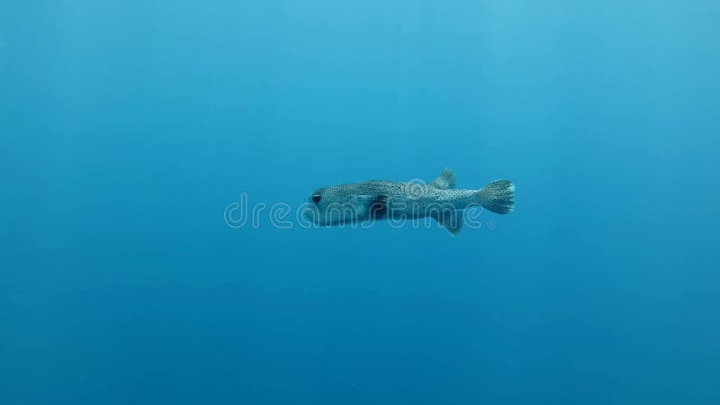 Spot-fin porcupine vis zwemt in blauw water Poedervis, didon hystrix