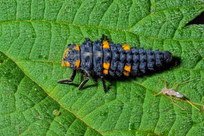 7-spot Ladybird Larva - Coccinella septempunctata on a leaf