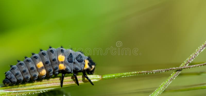 7-spot ladybird larvae royalty free stock photo 7-spot ladybird larvae royalty free stock photo