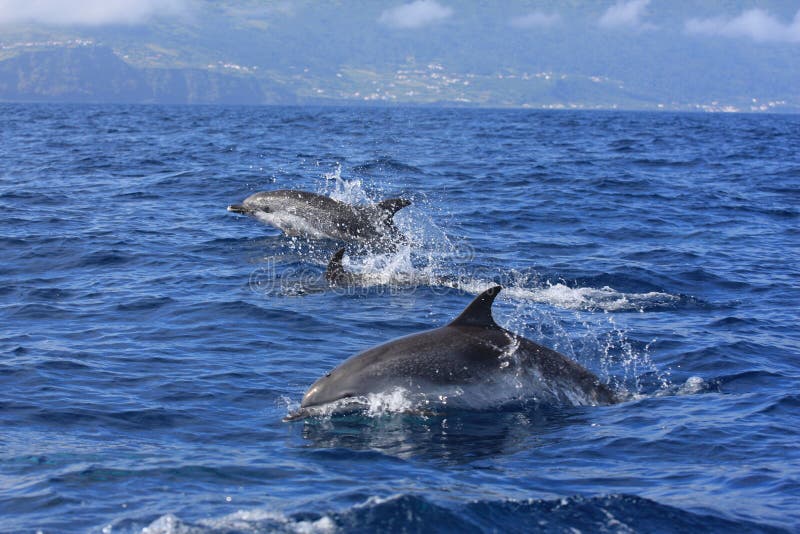 Wild Spoted dolphin in azorean seas