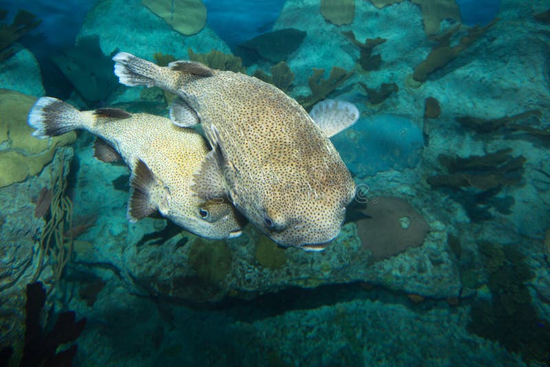 This fish balloons to nearly three times its normal size by gulping water. in this inflated state, its normally flat spines flare out to further discourage predators. This fish balloons to nearly three times its normal size by gulping water. in this inflated state, its normally flat spines flare out to further discourage predators.