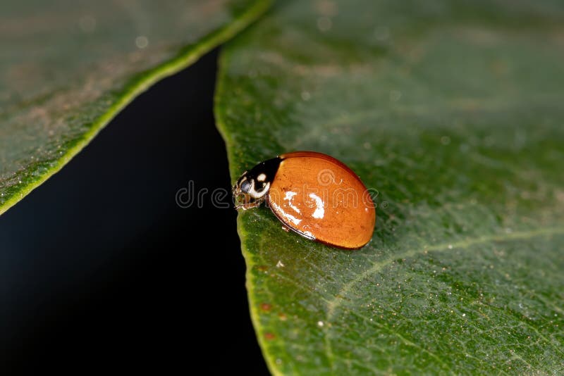 Featured image of post Rutela Lineola Besouro Amarelo E Preto This species is very variable