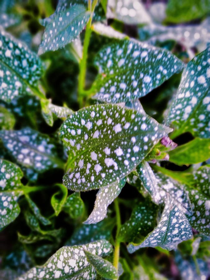 Spots on the green-turquoise leaves of the garden lungwort create a unique abstract pattern stock images