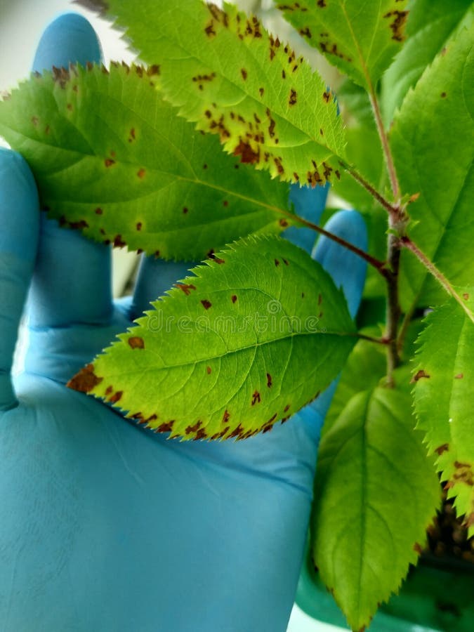Spots on the Leaves of an Apple Tree, a Study of Diseases of