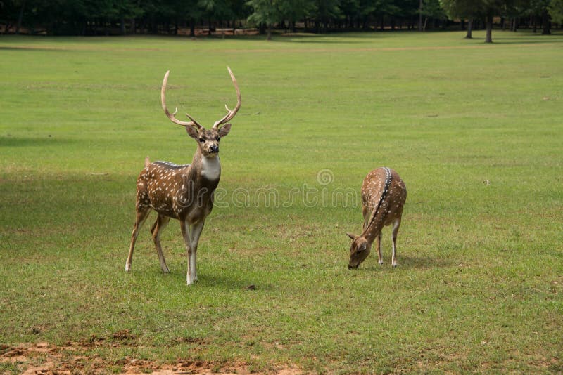 Spotted Axis buck deer with large antlers and doe grazing in grassy meadow. Spotted Axis buck deer with large antlers and doe grazing in grassy meadow