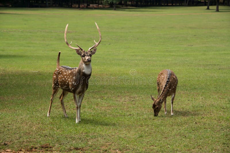 Spotted Axis buck deer with large antlers and a doe grazing in a grassy meadow. Spotted Axis buck deer with large antlers and a doe grazing in a grassy meadow