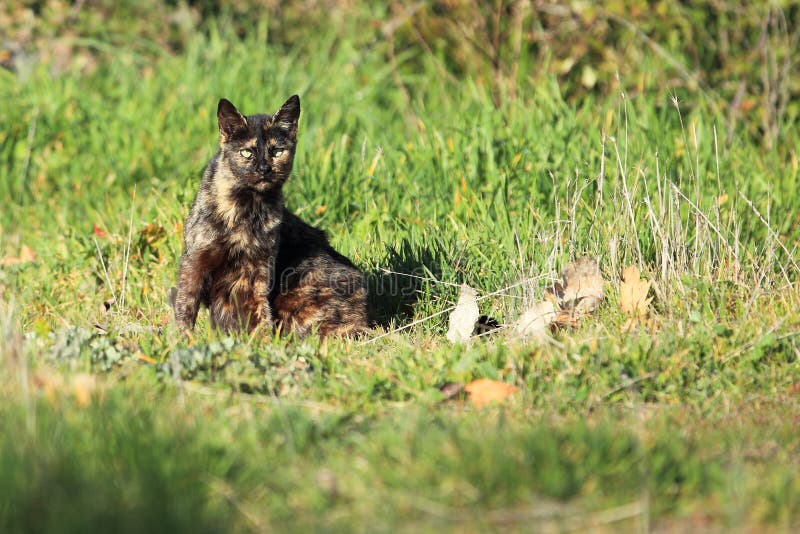 Spotted black cat stock image. Image of sitting, domestic 29560207
